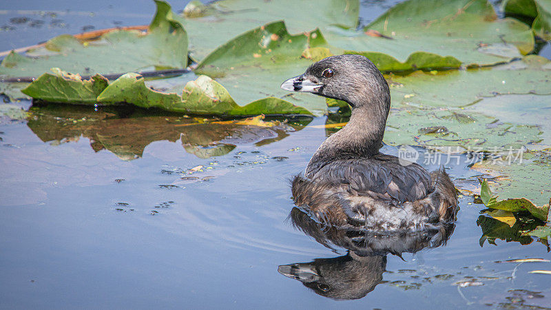 各种各样的账单Grebe, pid -billed Grebe, American dabchick。